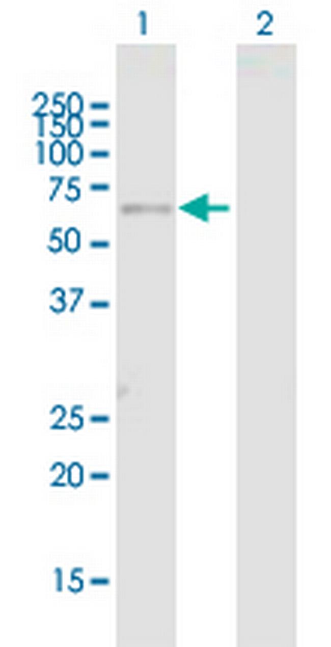 FBXO3 Antibody in Western Blot (WB)