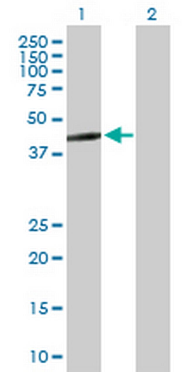 ERAL1 Antibody in Western Blot (WB)