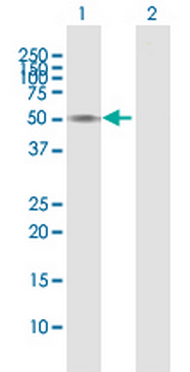 GAPDHS Antibody in Western Blot (WB)