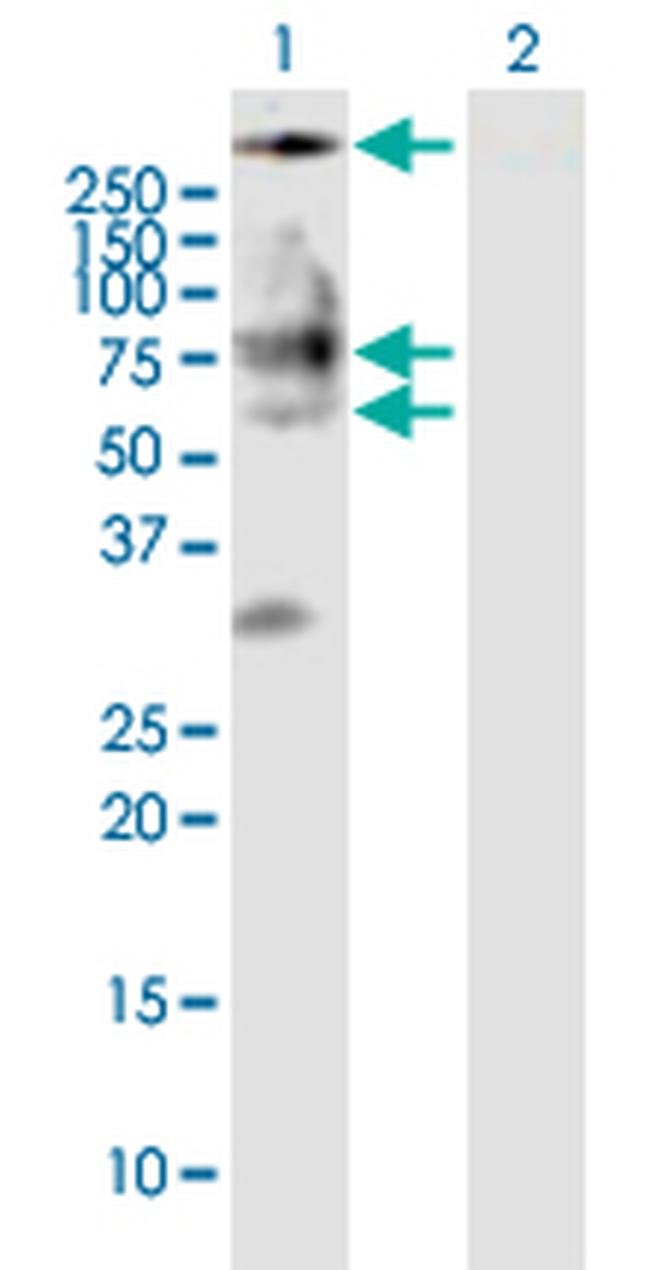 BSCL2 Antibody in Western Blot (WB)