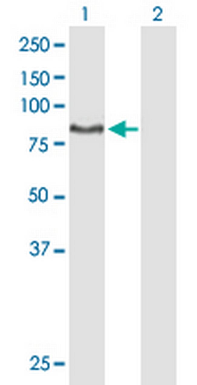 DNAI1 Antibody in Western Blot (WB)