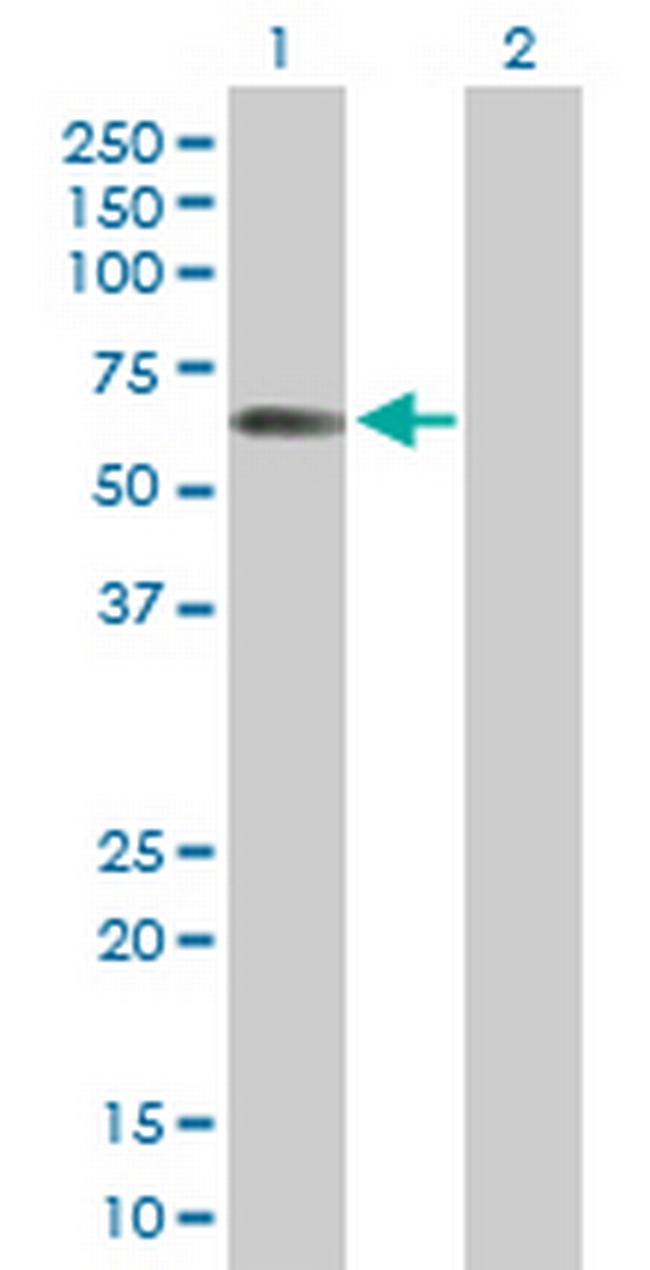 STAU2 Antibody in Western Blot (WB)