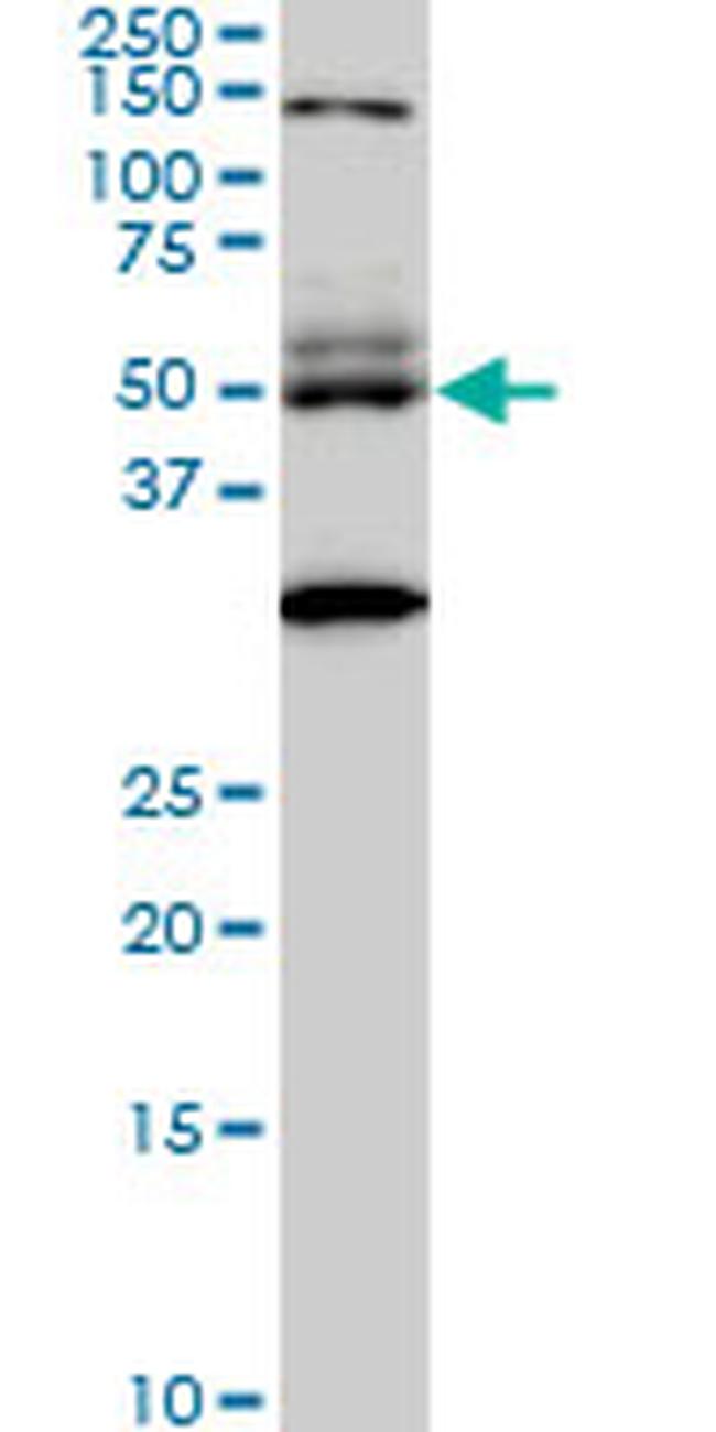 STAU2 Antibody in Western Blot (WB)