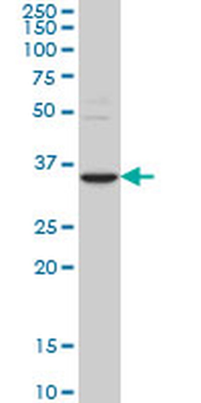STAU2 Antibody in Western Blot (WB)