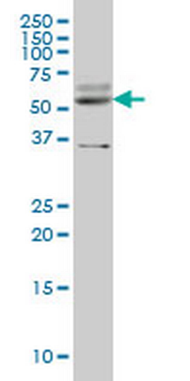 STAU2 Antibody in Western Blot (WB)