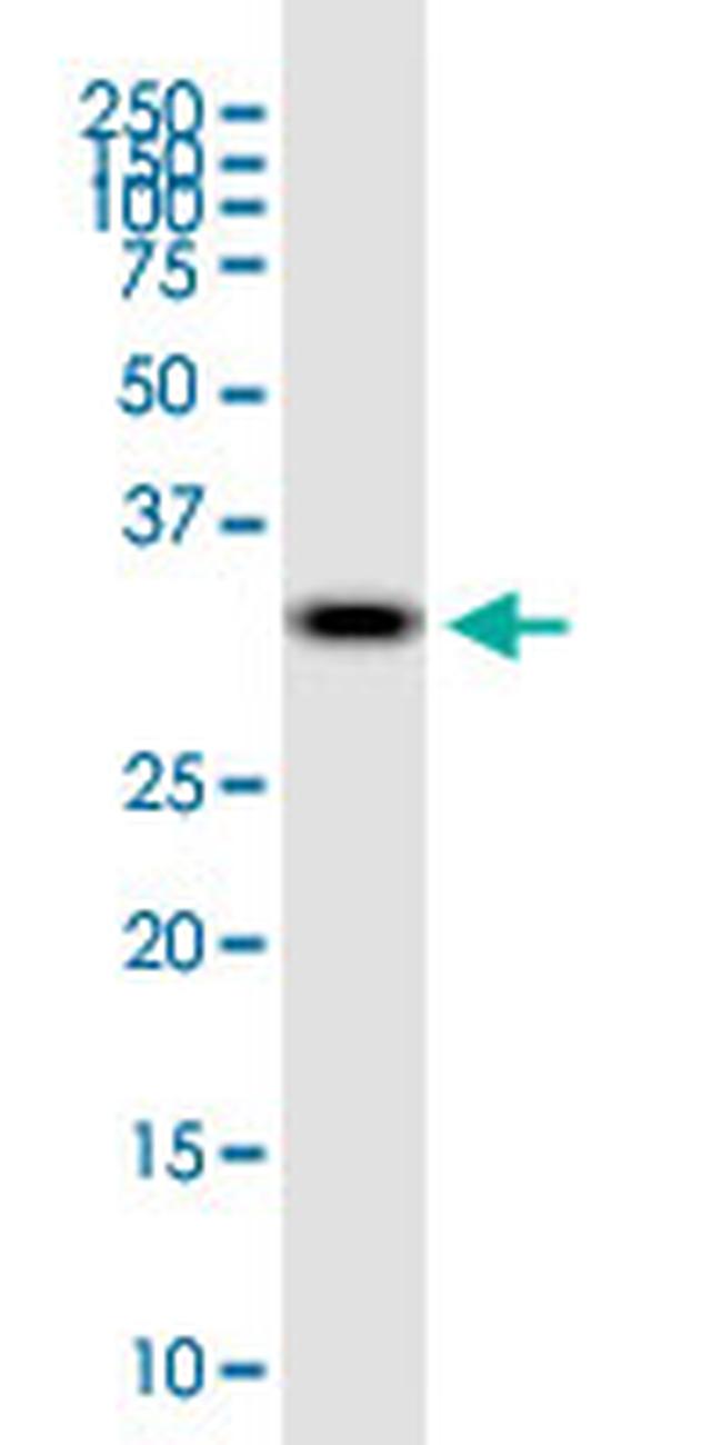 LYPD3 Antibody in Western Blot (WB)