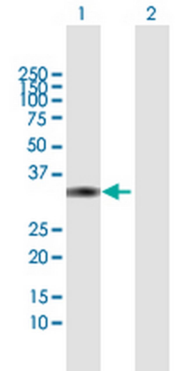 DKK4 Antibody in Western Blot (WB)