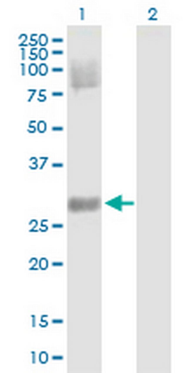 DKK4 Antibody in Western Blot (WB)