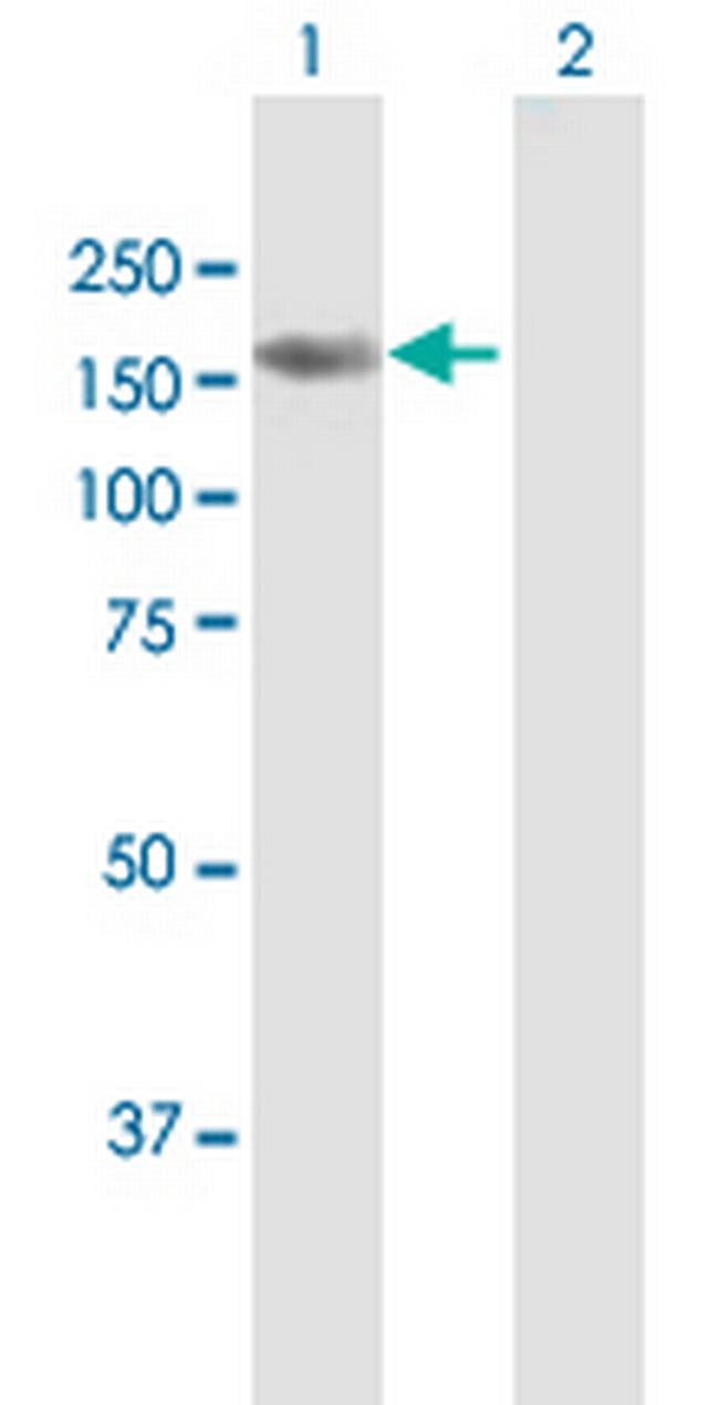 BRPF3 Antibody in Western Blot (WB)
