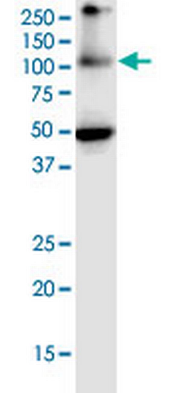 EIF2C2 Antibody in Western Blot (WB)