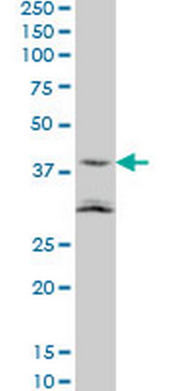 NAAA Antibody in Western Blot (WB)