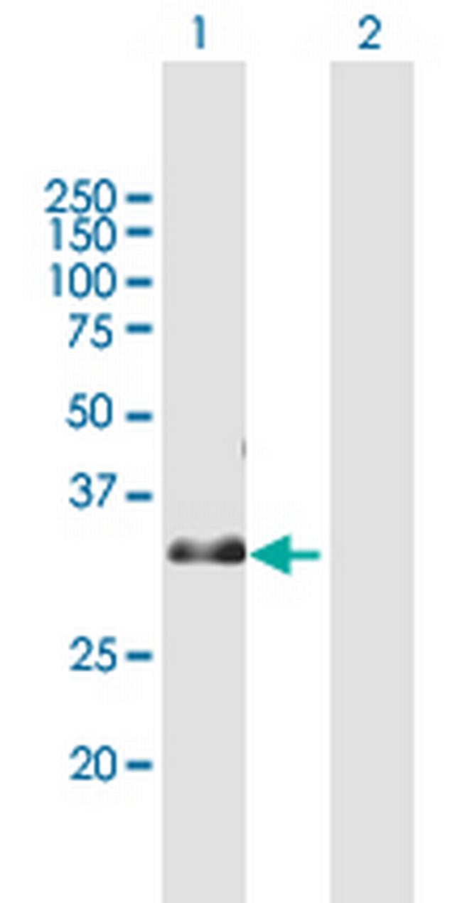 RNF115 Antibody in Western Blot (WB)