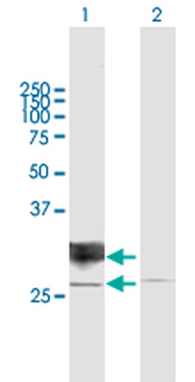 RND1 Antibody in Western Blot (WB)