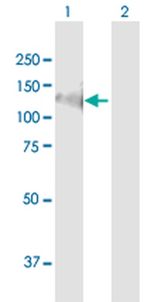 CDH19 Antibody in Western Blot (WB)