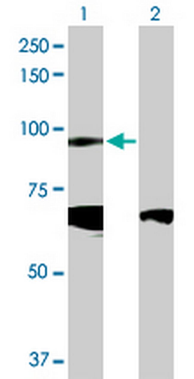 CDH19 Antibody in Western Blot (WB)