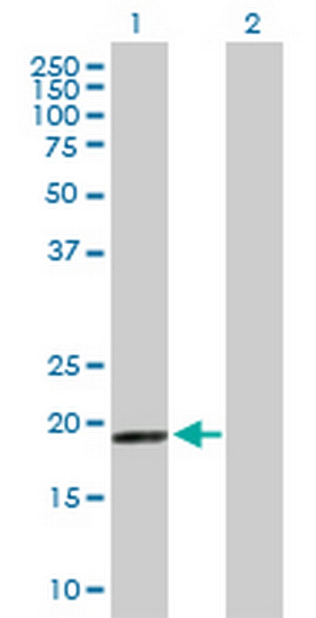 MRPS28 Antibody in Western Blot (WB)