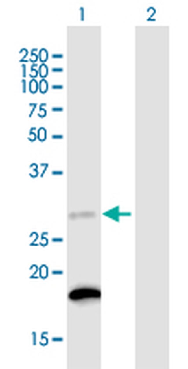 C18ORF55 Antibody in Western Blot (WB)