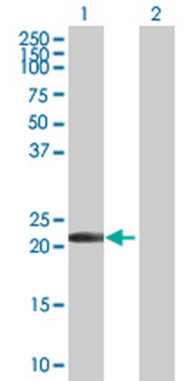PYCARD Antibody in Western Blot (WB)