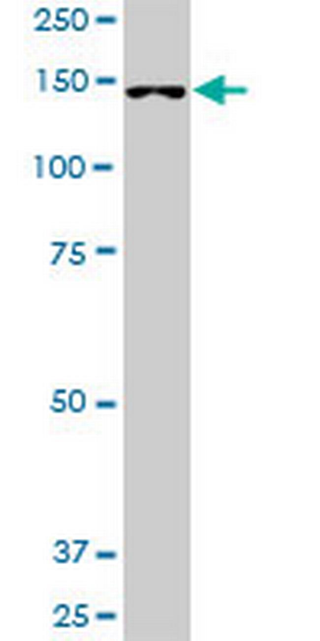 FHOD1 Antibody in Western Blot (WB)