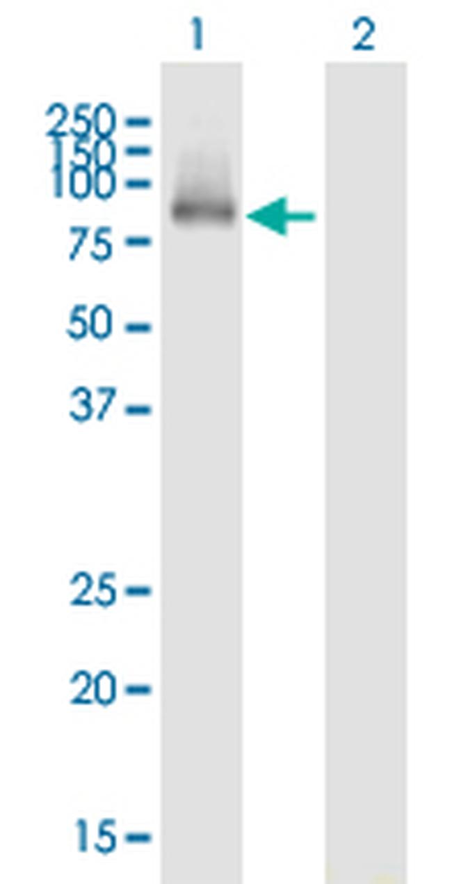 BRD7 Antibody in Western Blot (WB)