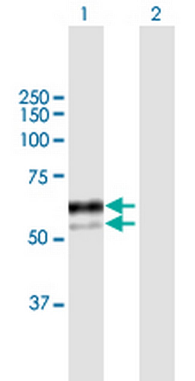 SNX8 Antibody in Western Blot (WB)