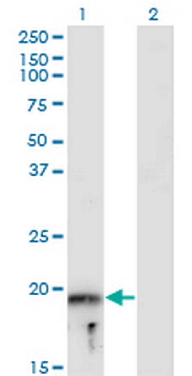 MYLPF Antibody in Western Blot (WB)