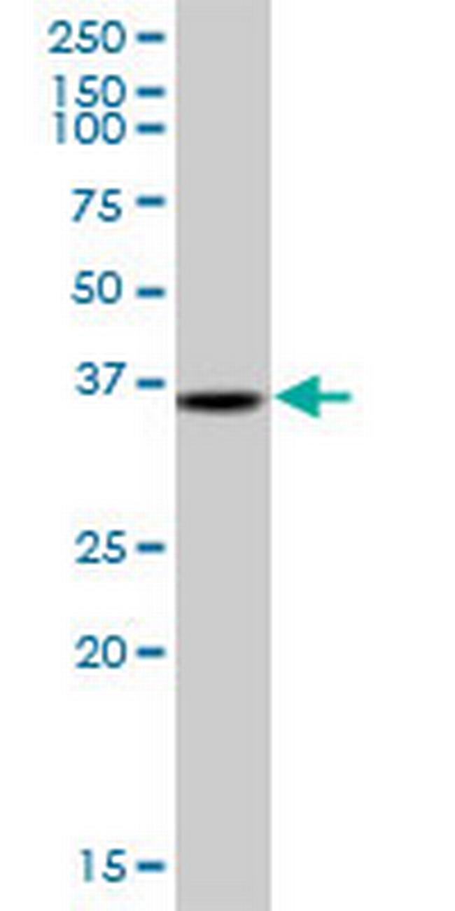 TRA2A Antibody in Western Blot (WB)