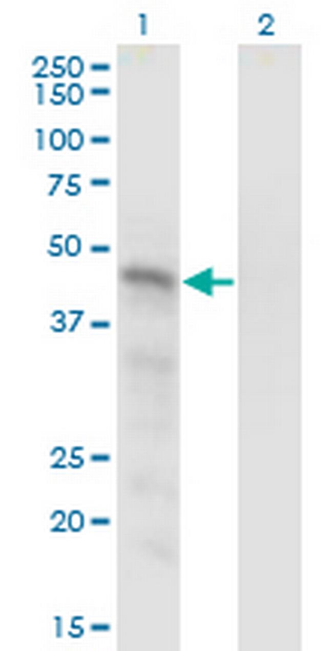 SNX15 Antibody in Western Blot (WB)