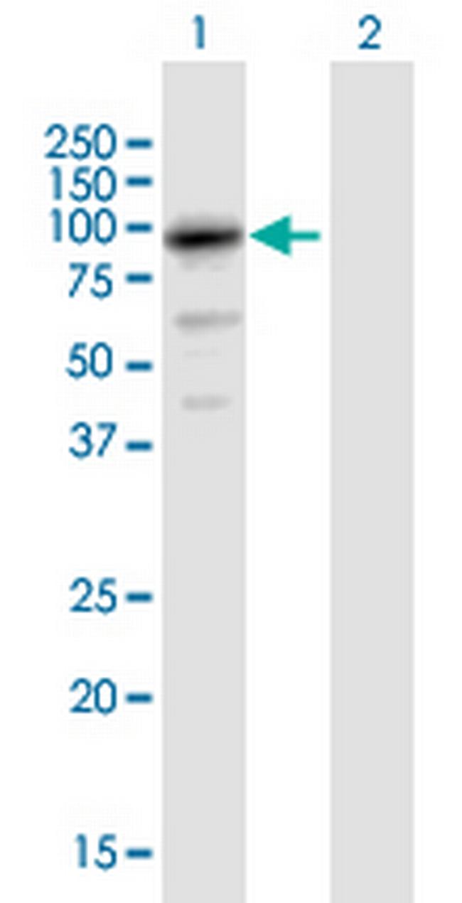 HCFC2 Antibody in Western Blot (WB)