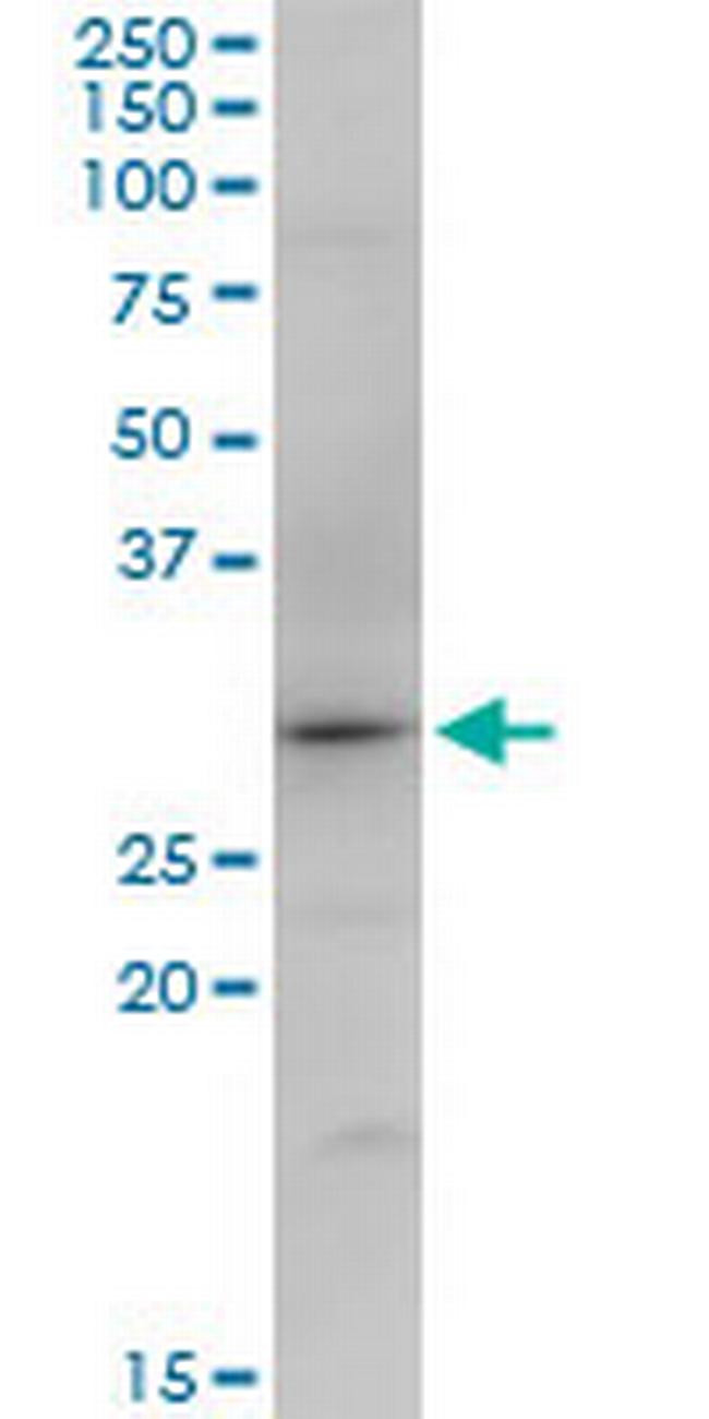 SNX12 Antibody in Western Blot (WB)