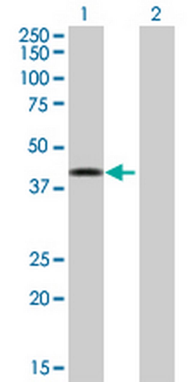 DNMT3L Antibody in Western Blot (WB)