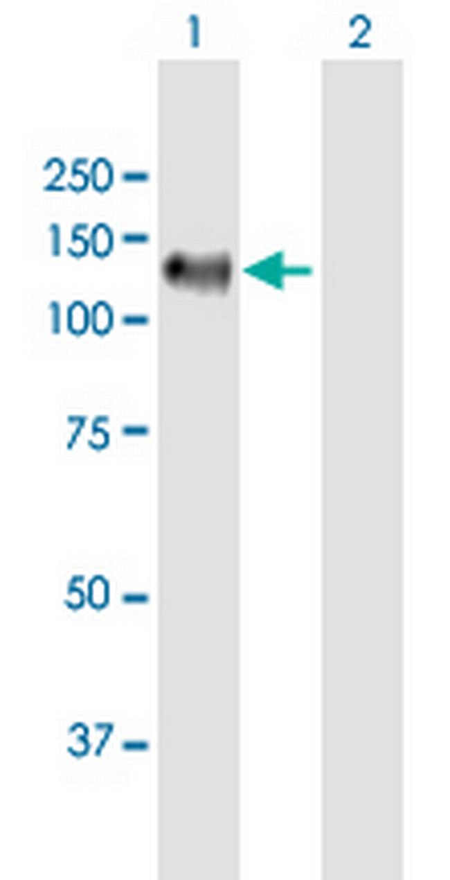PDZRN4 Antibody in Western Blot (WB)
