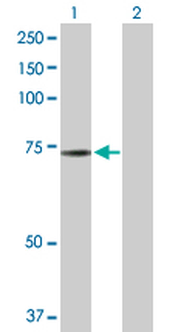 NRBP1 Antibody in Western Blot (WB)