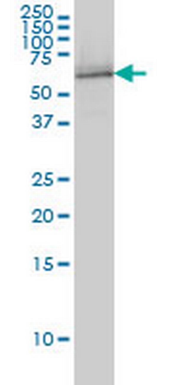 NRBP1 Antibody in Western Blot (WB)