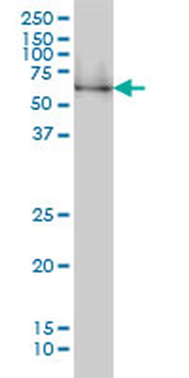 NRBP1 Antibody in Western Blot (WB)