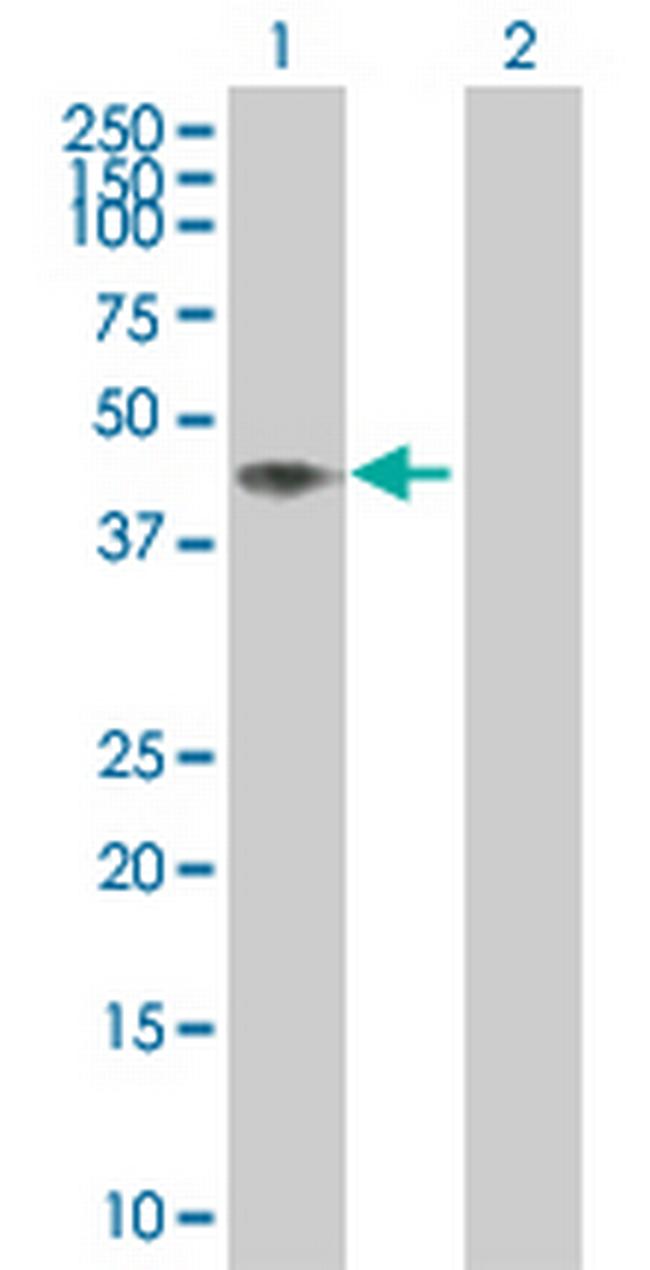 NRBF2 Antibody in Western Blot (WB)