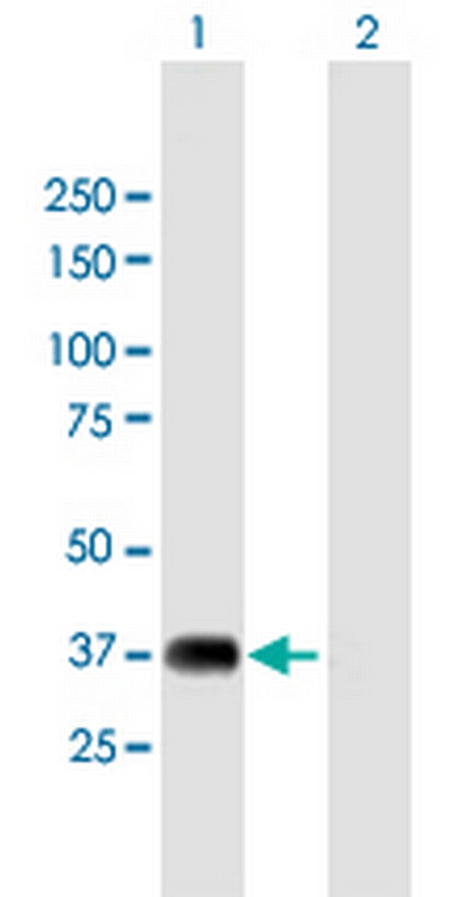 NRBF2 Antibody in Western Blot (WB)