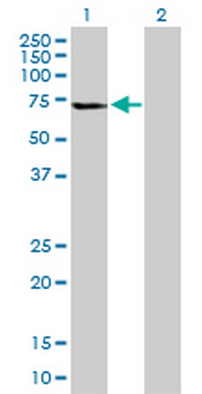GLTSCR2 Antibody in Western Blot (WB)