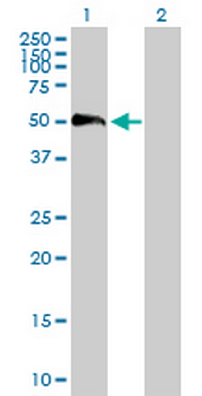 EFEMP2 Antibody in Western Blot (WB)