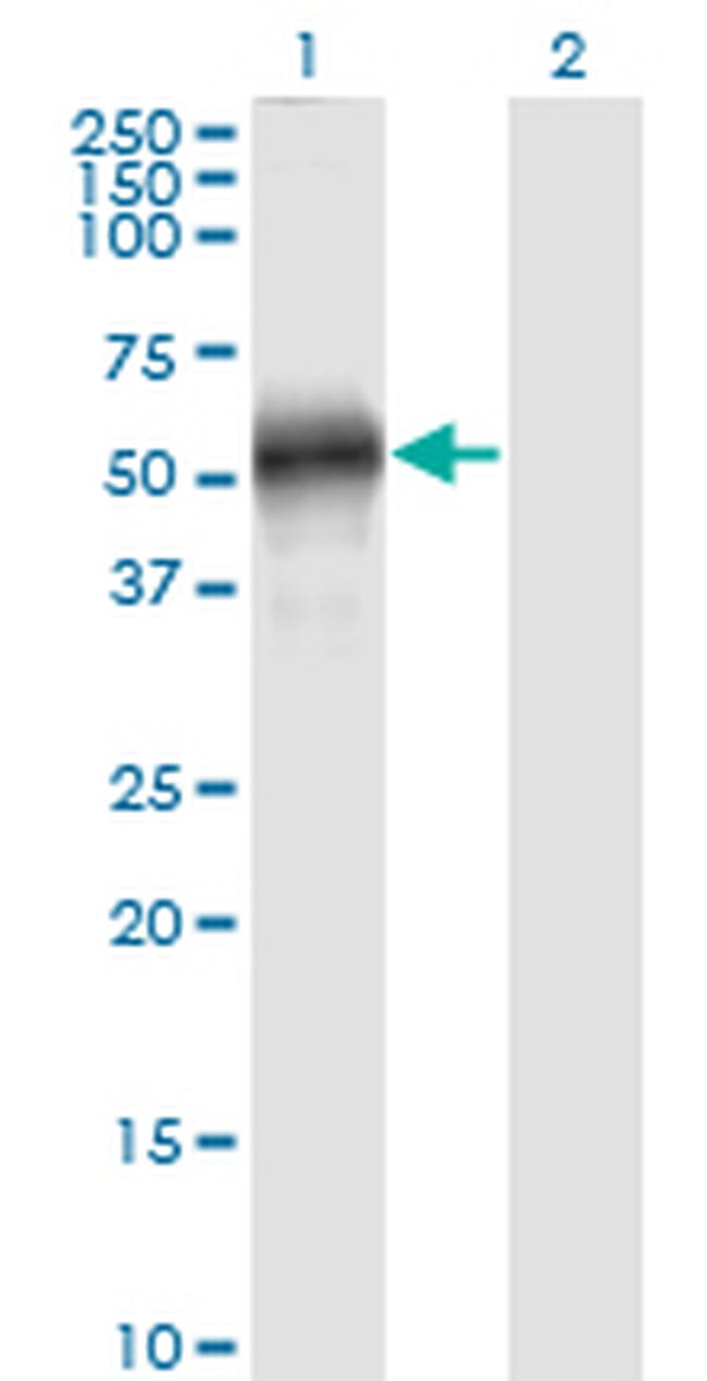 EFEMP2 Antibody in Western Blot (WB)