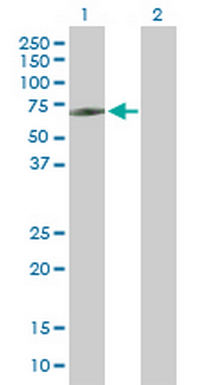 TBX21 Antibody in Western Blot (WB)
