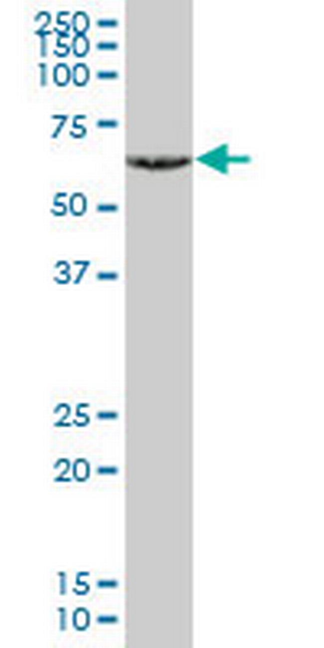TBX21 Antibody in Western Blot (WB)