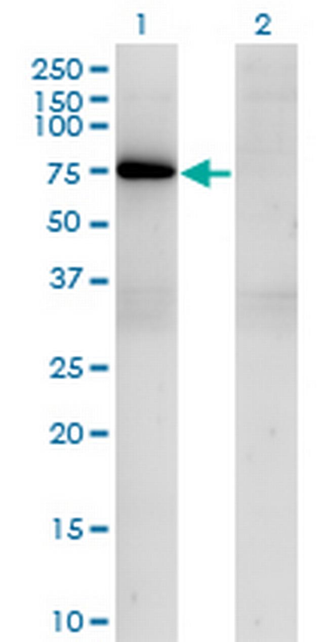 TBX21 Antibody in Western Blot (WB)