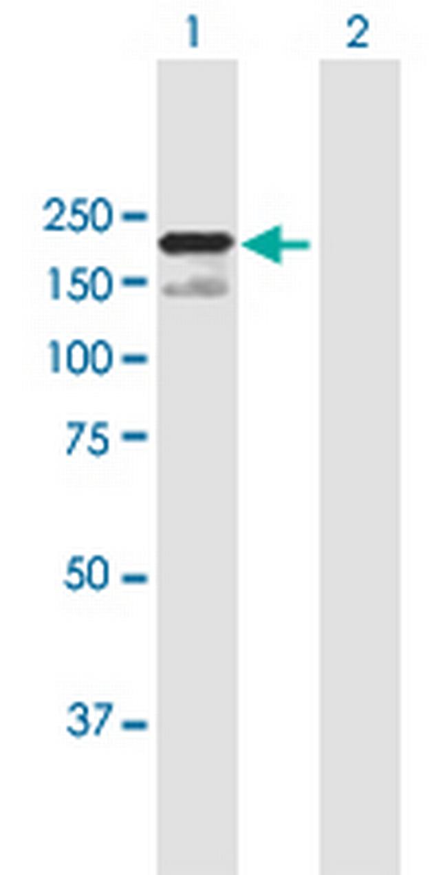SCAPER Antibody in Western Blot (WB)