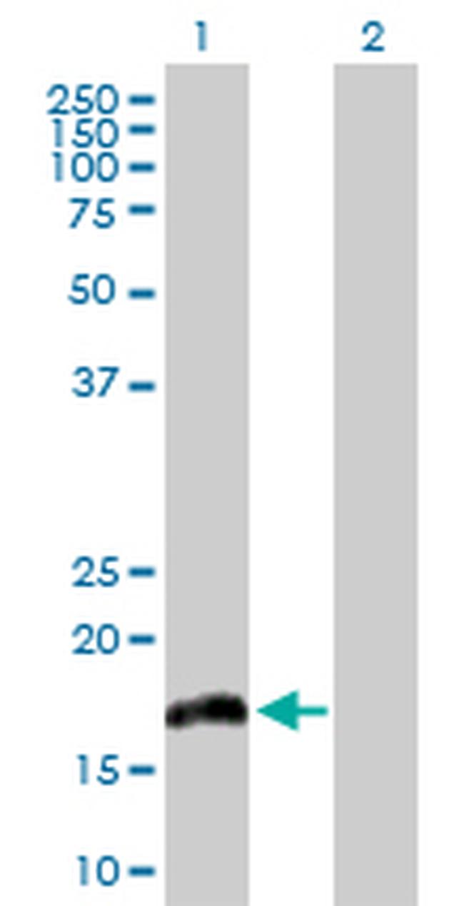 IL20 Antibody in Western Blot (WB)