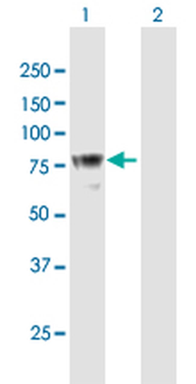 DEF6 Antibody in Western Blot (WB)