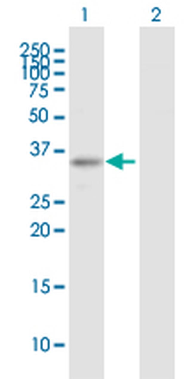 ARHGEF3 Antibody in Western Blot (WB)