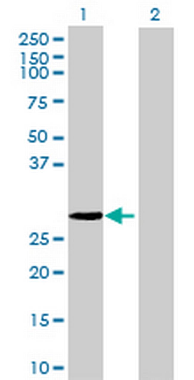 COPS7A Antibody in Western Blot (WB)