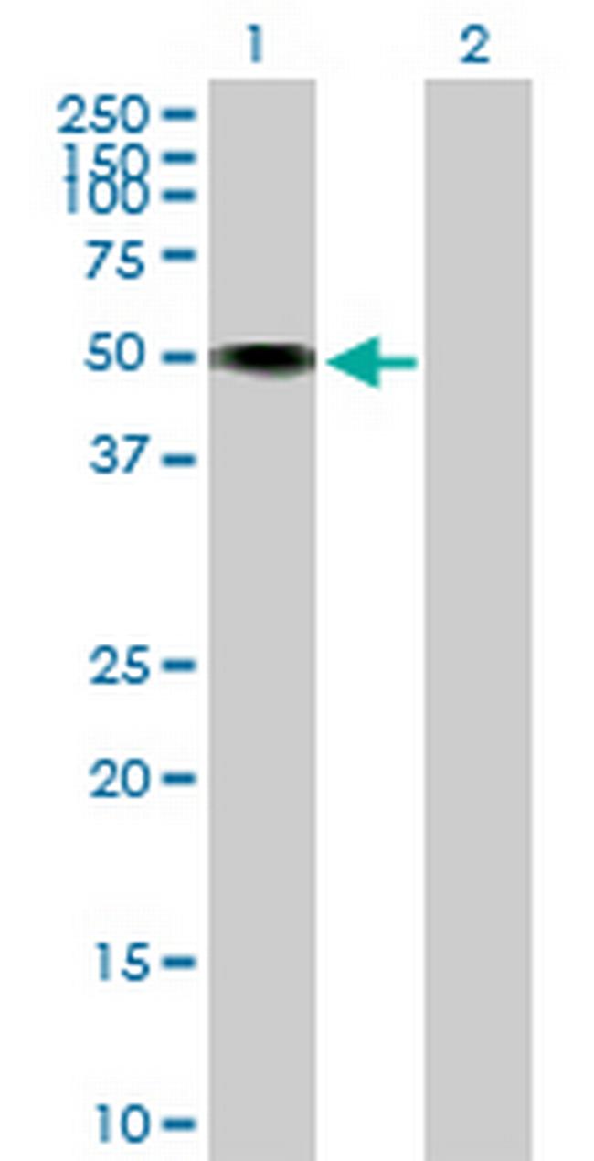 HNT Antibody in Western Blot (WB)