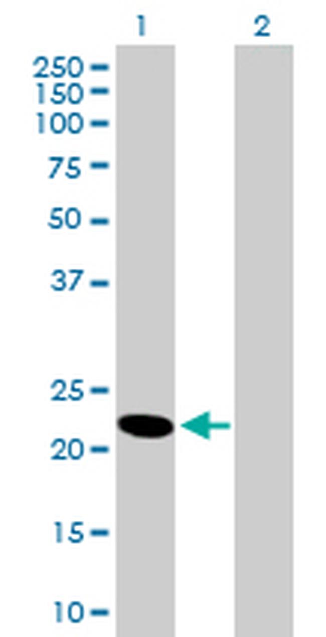 HEBP1 Antibody in Western Blot (WB)